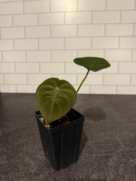 Anthurium indo hoffmaniiX