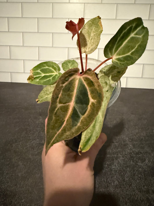 Anthurium Big Black Block x Pumpkin Spice **Mint and Sectoral Variegation**