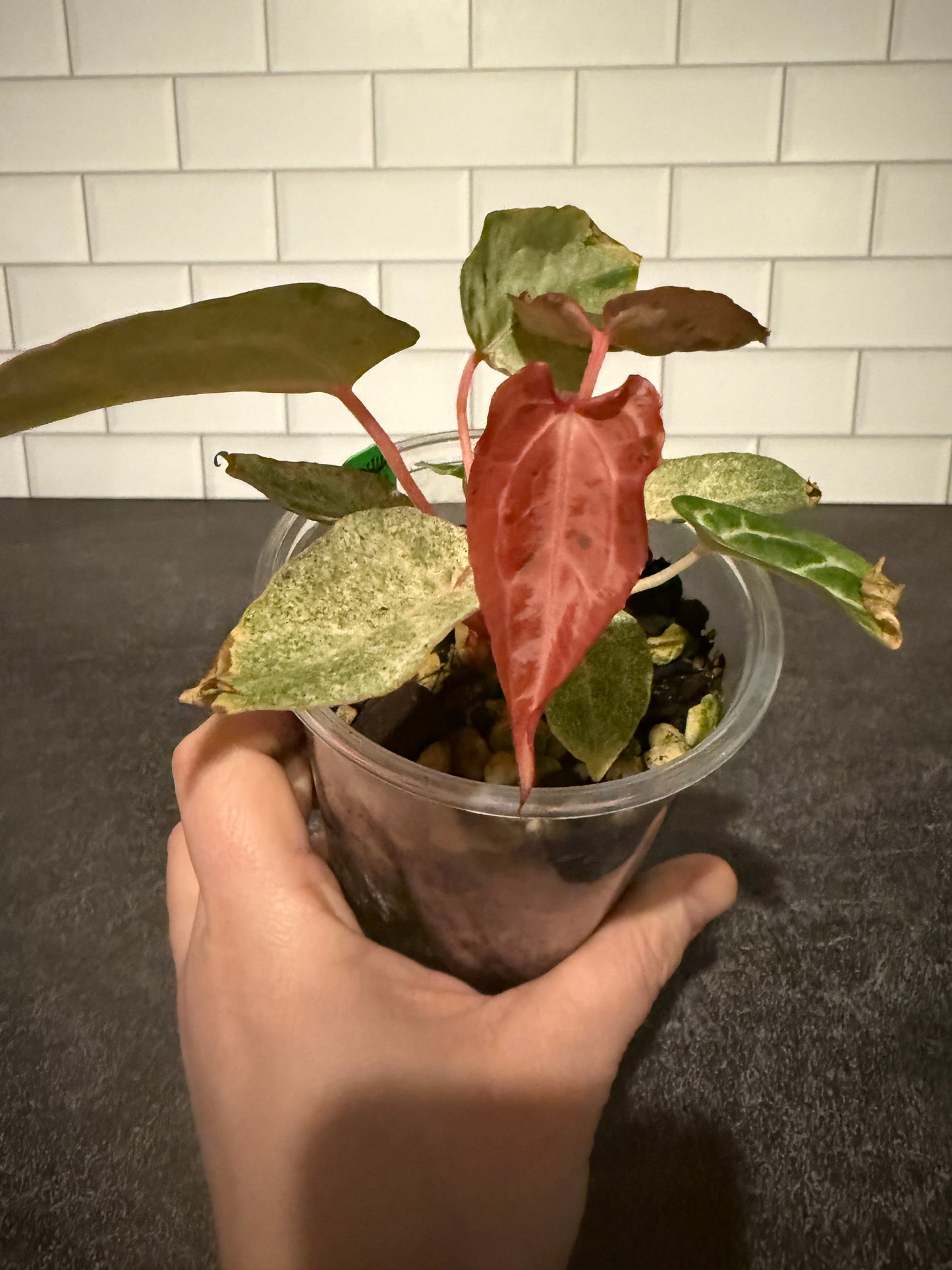 Anthurium Big Black Block x Pumpkin Spice **Mint and Sectoral Variegation**