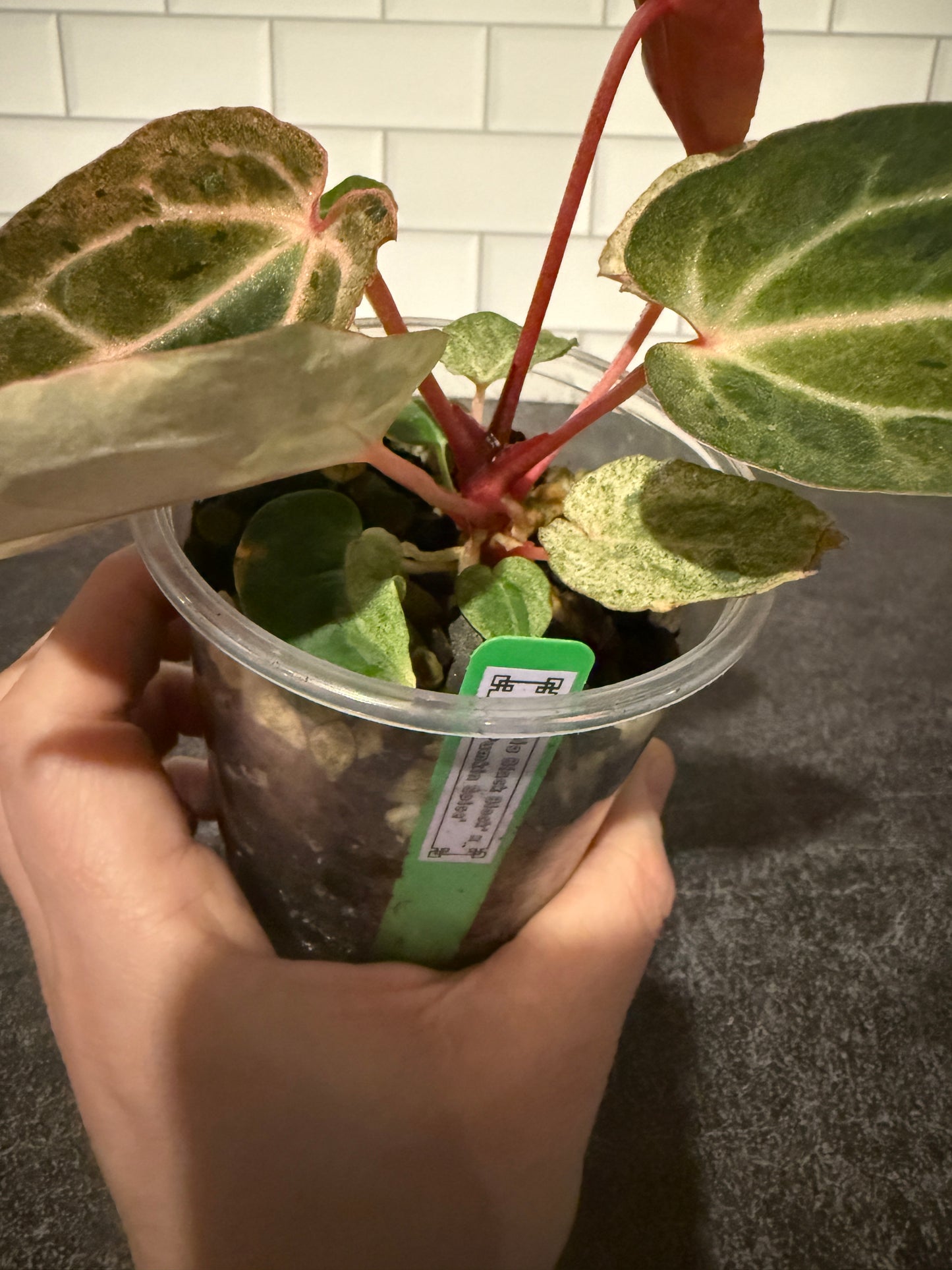 Anthurium Big Black Block x Pumpkin Spice **Mint and Sectoral Variegation**