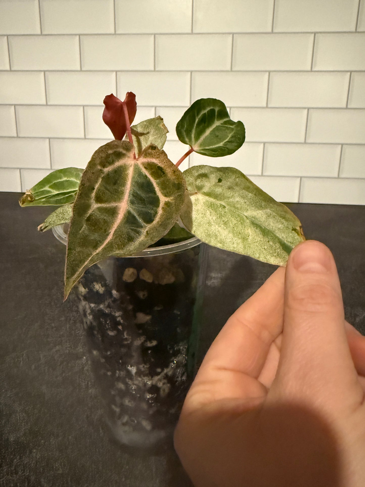 Anthurium Big Black Block x Pumpkin Spice **Mint and Sectoral Variegation**