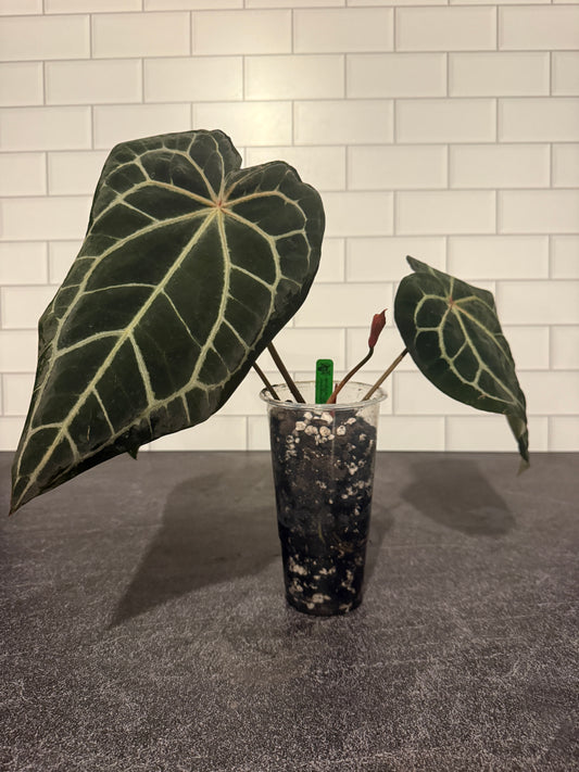 Anthurium Doc Block f2 x carlablackiae