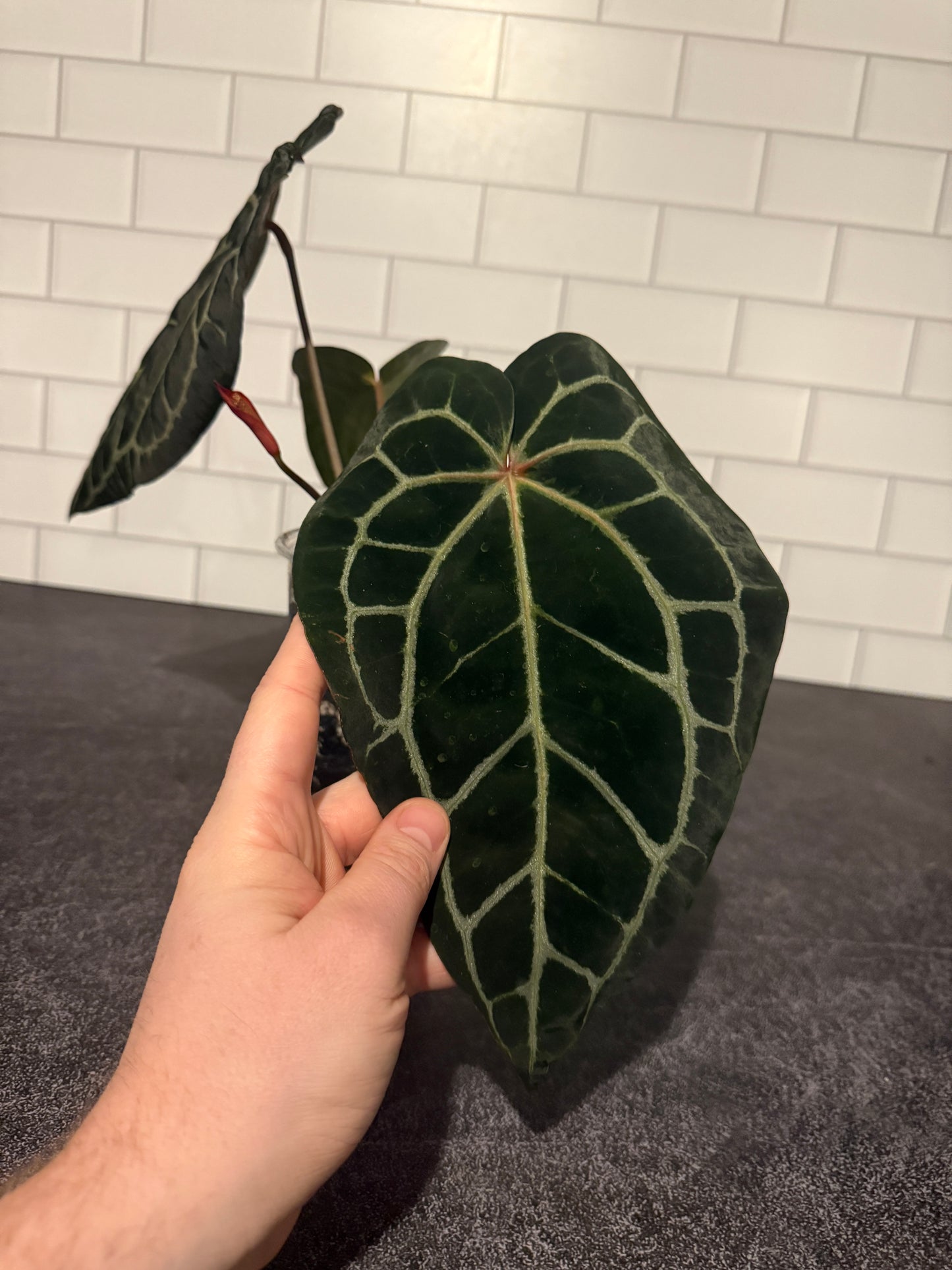 Anthurium Doc Block f2 x carlablackiae