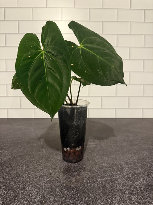 Anthurium Dark Phoenix x hoffmaniiX