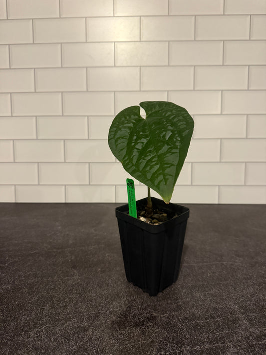 Anthurium Silver Blush x luxurians