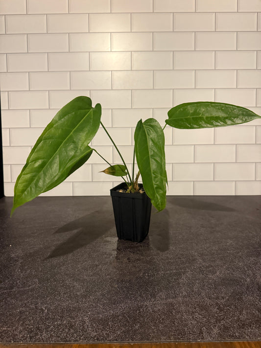 Anthurium Big Splash x Self