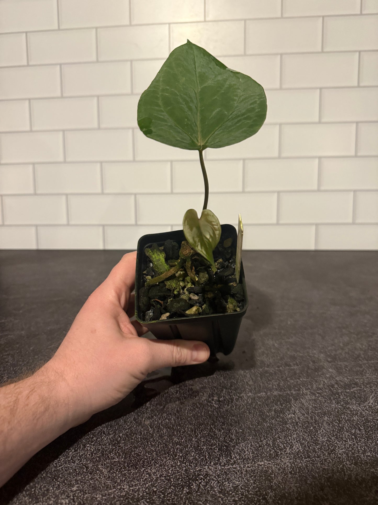 Anthurium kunayalense x portillae