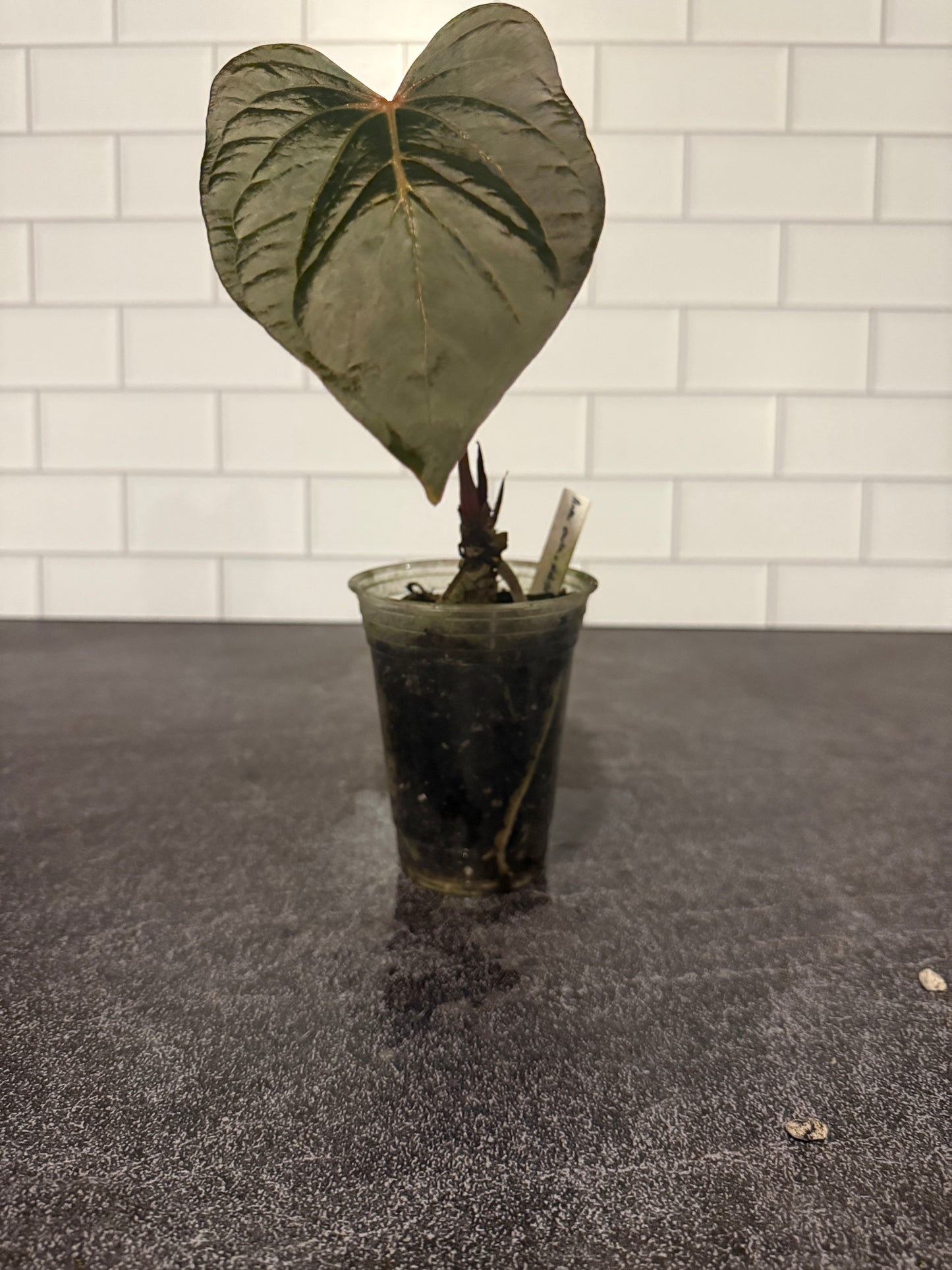 Anthurium carlablackiae x debile
