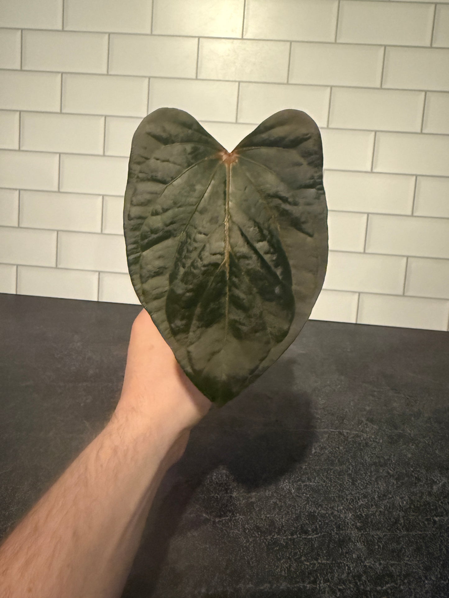 Anthurium carlablackiae x debile