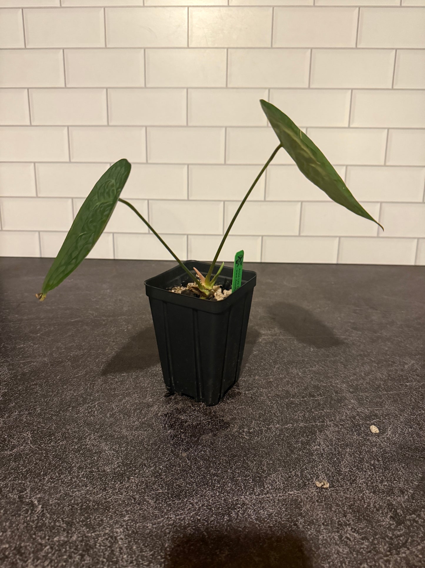 Anthurium forgetii x (forgetii x luxurians)