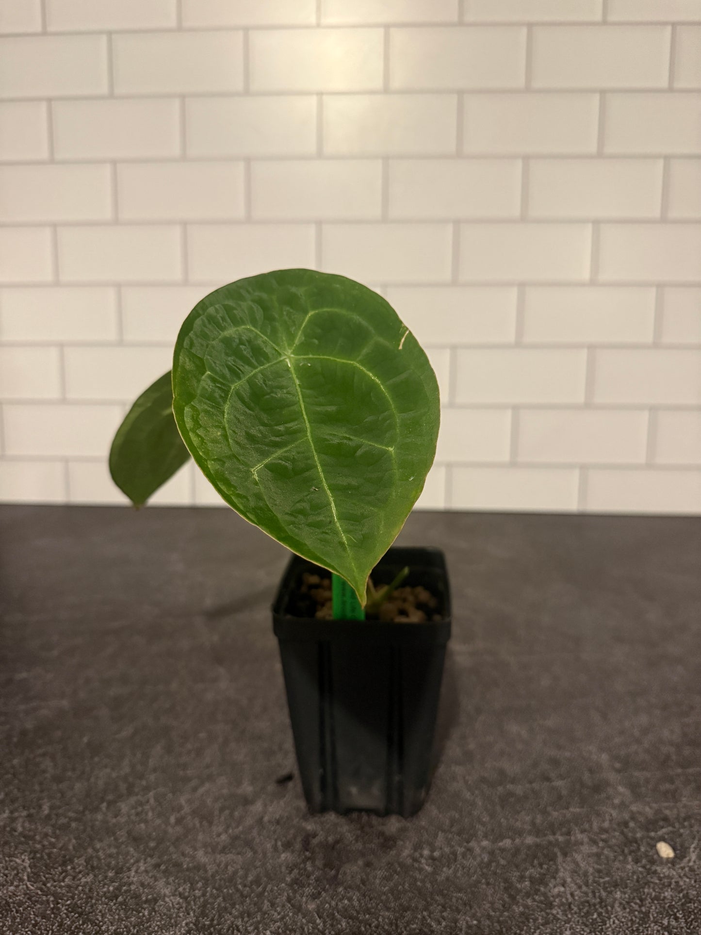 Anthurium forgetii x (forgetii x luxurians)
