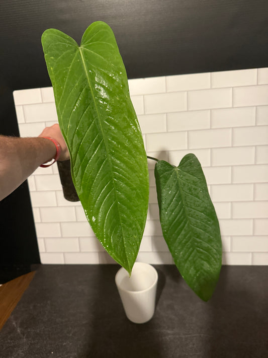 Anthurium panamense