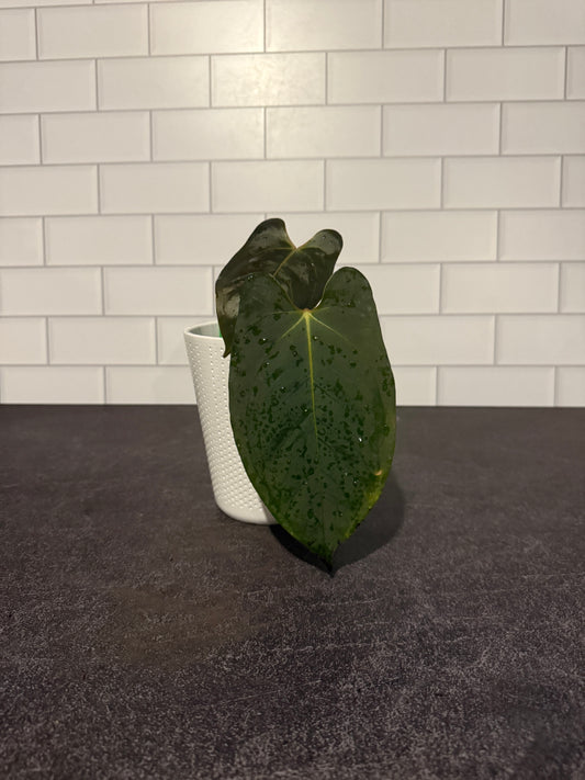 Anthurium Goliath x SELF