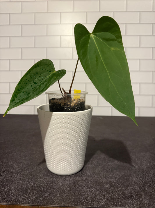 Anthurium portillae x papillilaminum