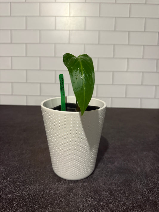 Anthurium Tropiflora Delta