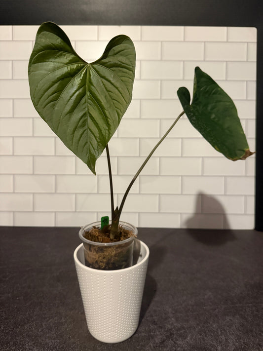 Anthurium sp Peru