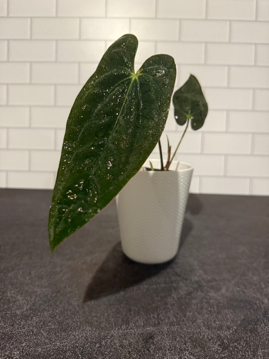 Anthurium papillilaminum 5 x 6