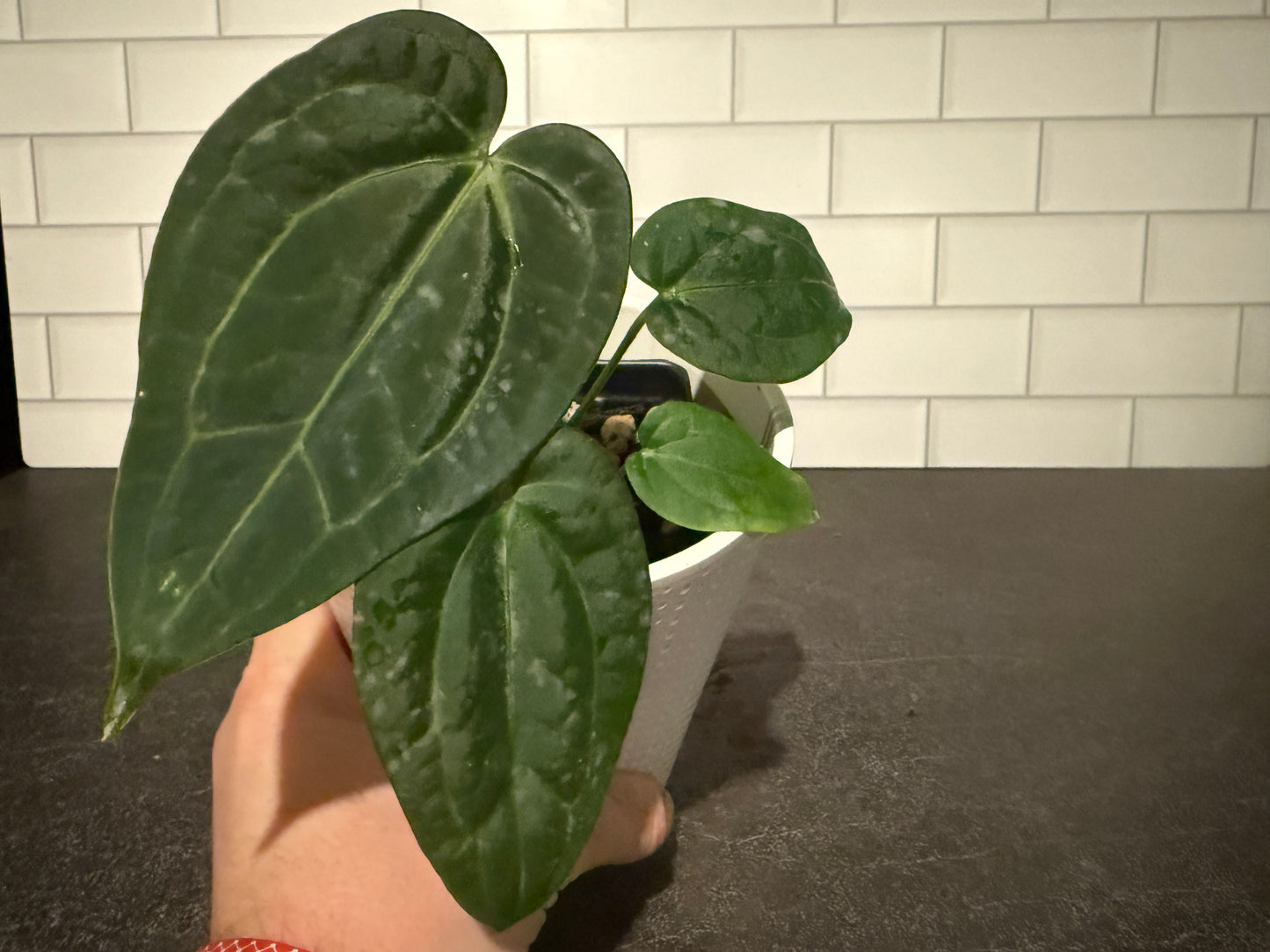 Anthurium Justin x (papillilaminum x carlablackiae) #1