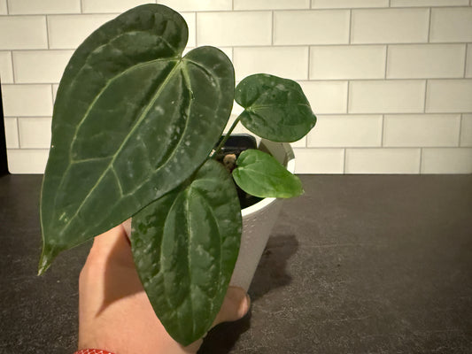 Anthurium Justin x (papillilaminum x carlablackiae) #1