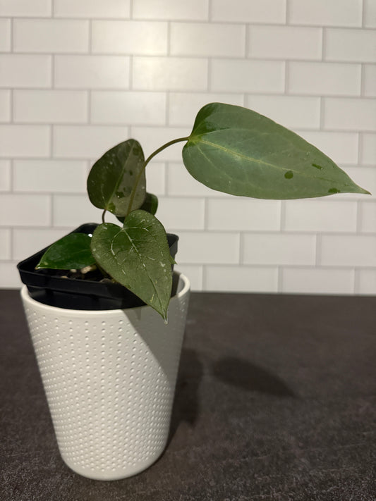 Anthurium Justin x (papillilaminum x carlablackiae) #3