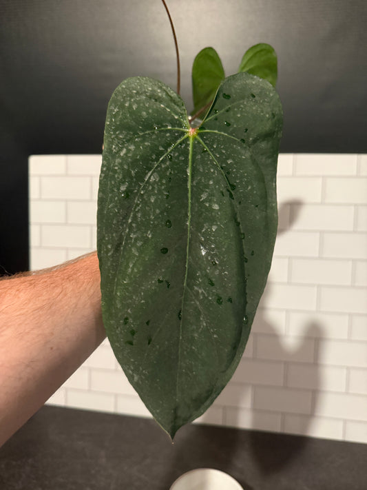 Anthurium NSE portillae x NSE dressleri
