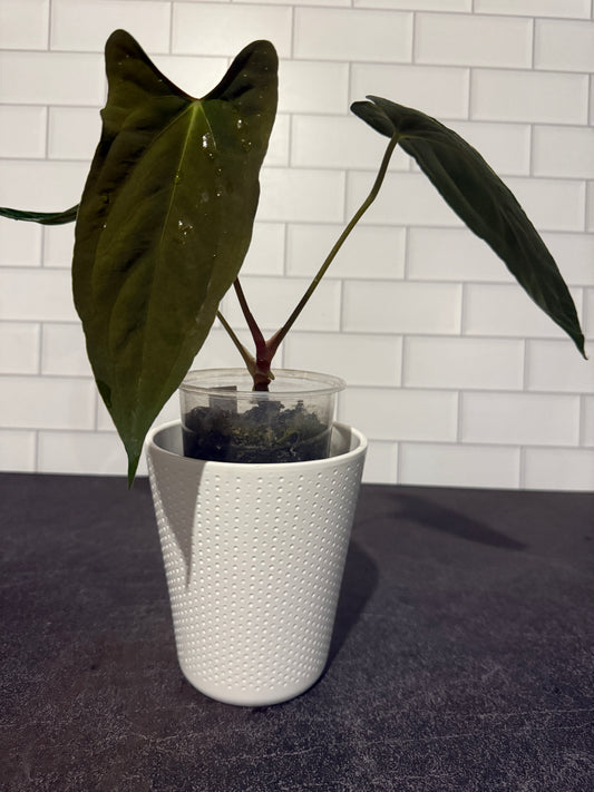 Private listing for Eric