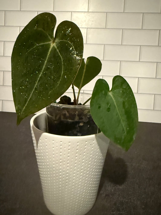 Anthurium forgetii x (Dreamweaver x papillilaminum Ree Gardens)