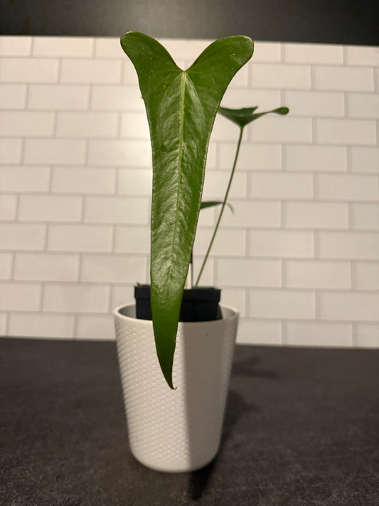 Anthurium chiapasense