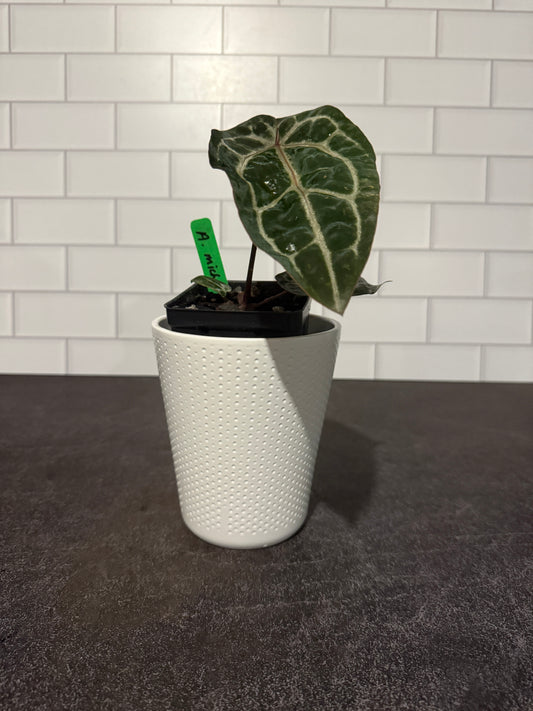 Anthurium Michelle