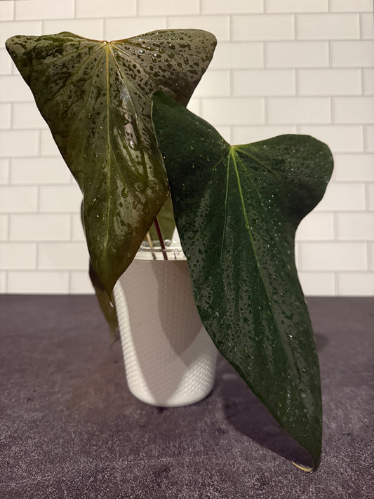 Anthurium Indo Port Dark Form
