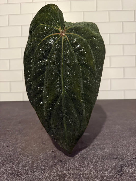 Anthurium papillilaminum x (magnificum x AOS)