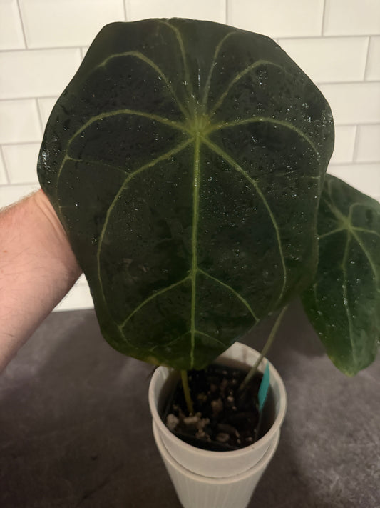 Anthurium NOID