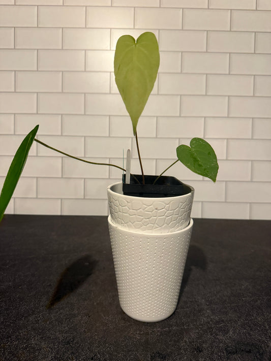 Anthurium spp (undescribed Peruvian species)