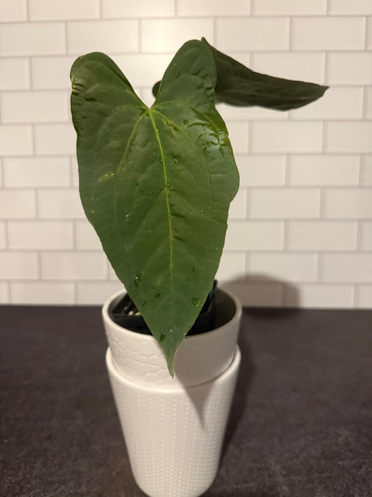 Anthurium ochranthum x papillilaminum