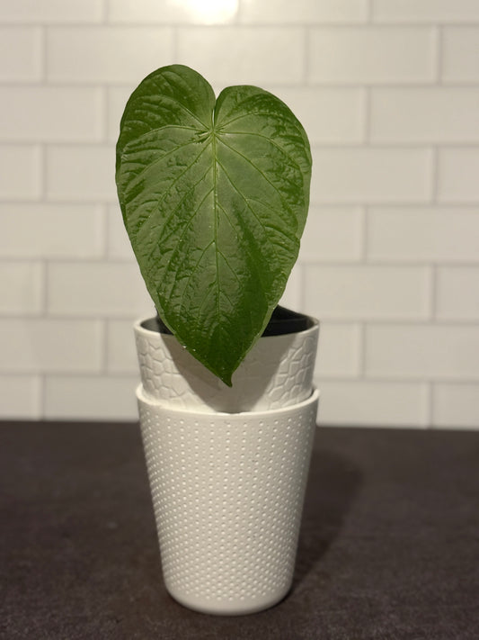 Anthurium schottianum