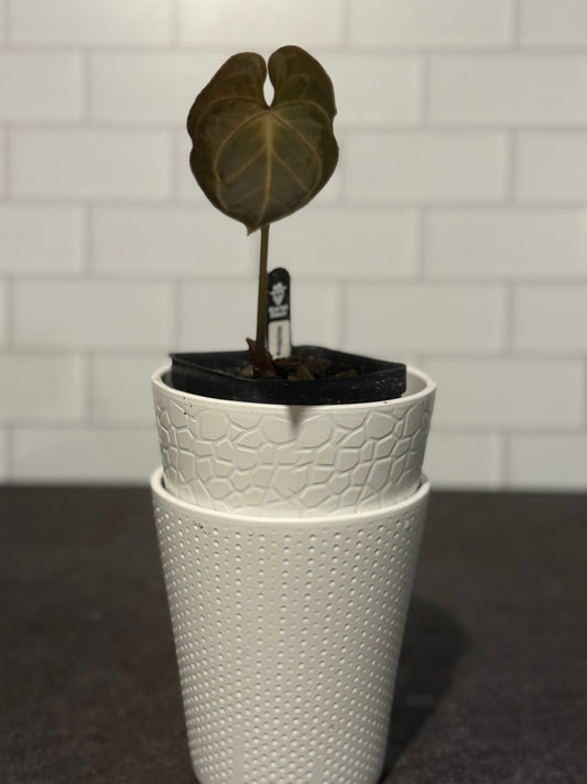 Anthurium KOS