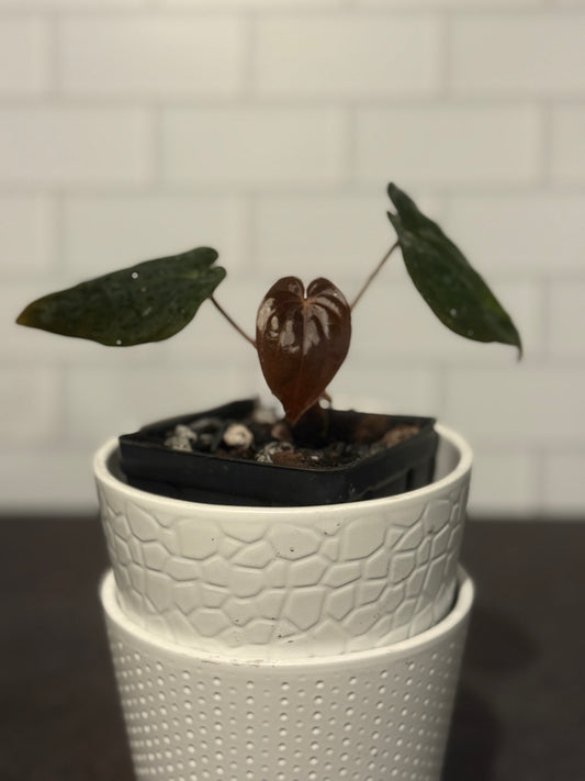 Anthurium BVEP 'Burner'