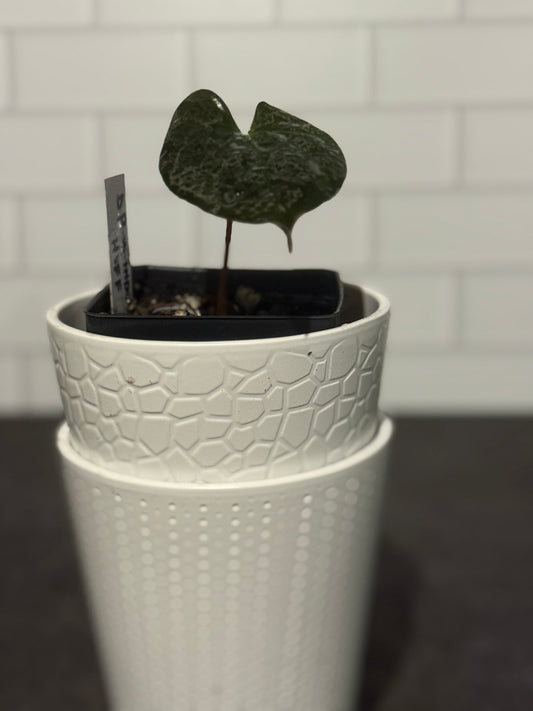 Anthurium Dark Phoenix x Indo hoffmaniiX