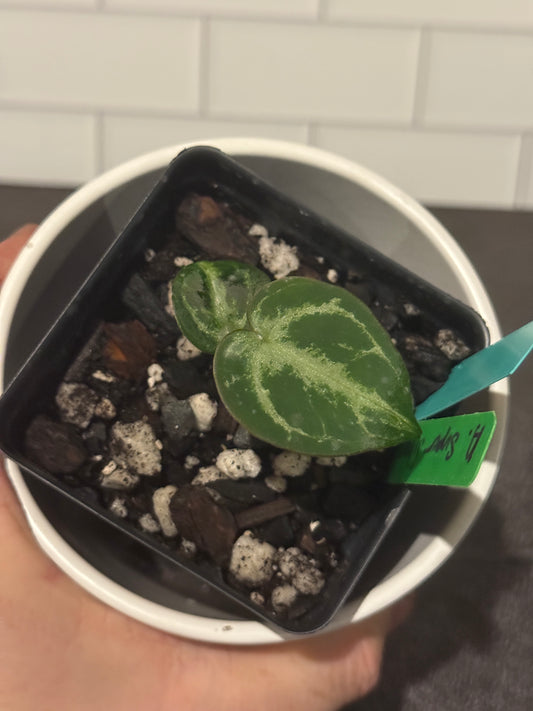 Anthurium Super Silver