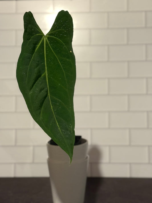 Anthurium Dark Mama