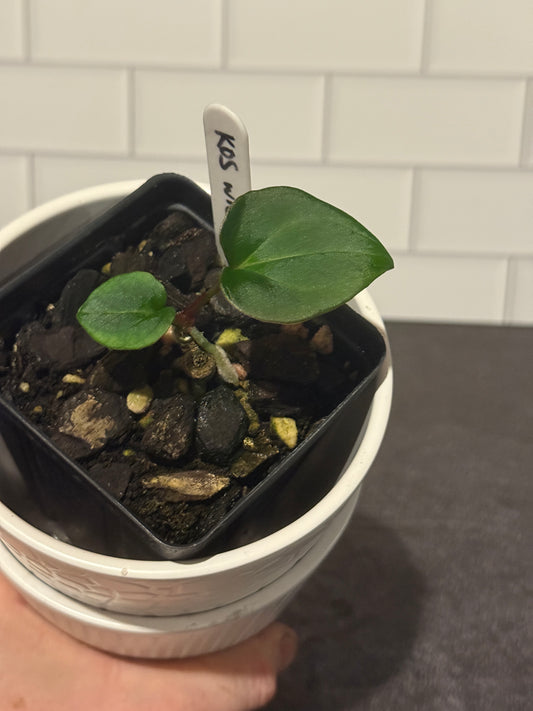 Anthurium KOS/HU wide sinus