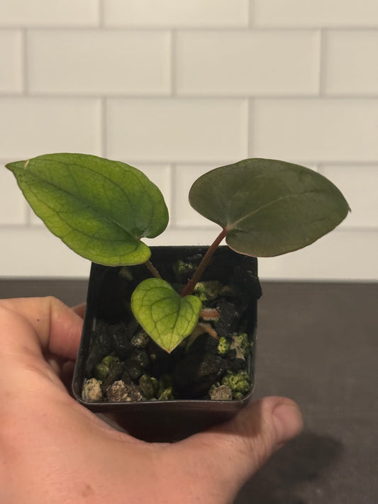 Anthurium NSE portillae x NSE dressleri