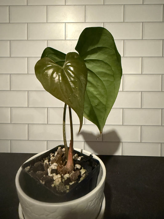 Anthurium yetlense