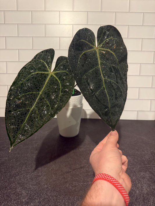 Anthurium Red Velvet Cake x Dark and Handsome