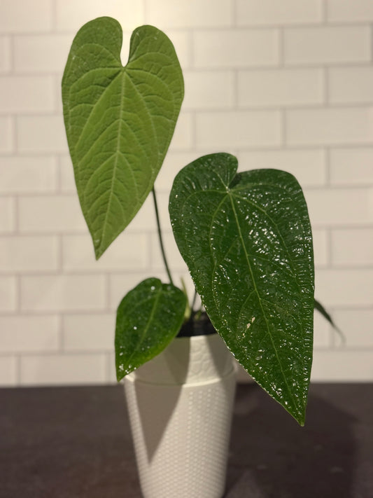 Anthurium rotolantei