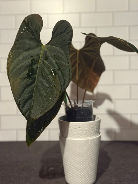Anthurium papillilaminum x Delta Dawn