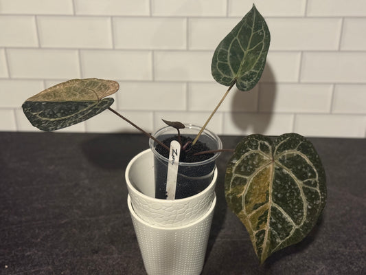 Anthurium Zara VARIEGATED