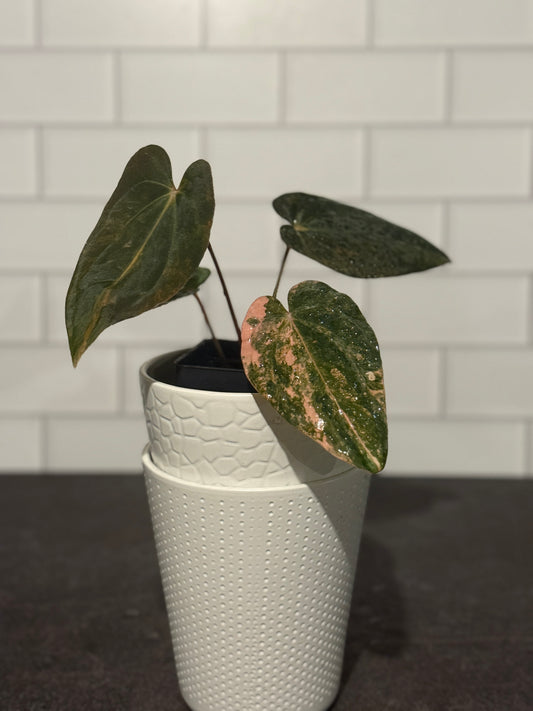 Anthurium papillilaminum VARIEGATED