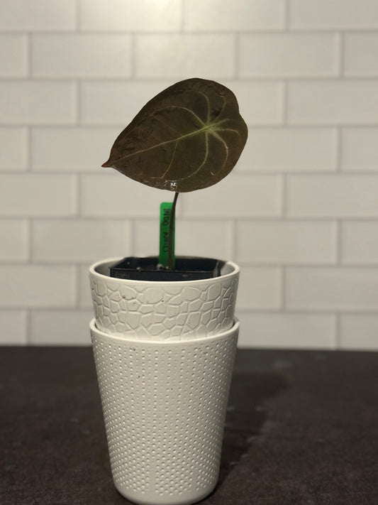 Anthurium NOID