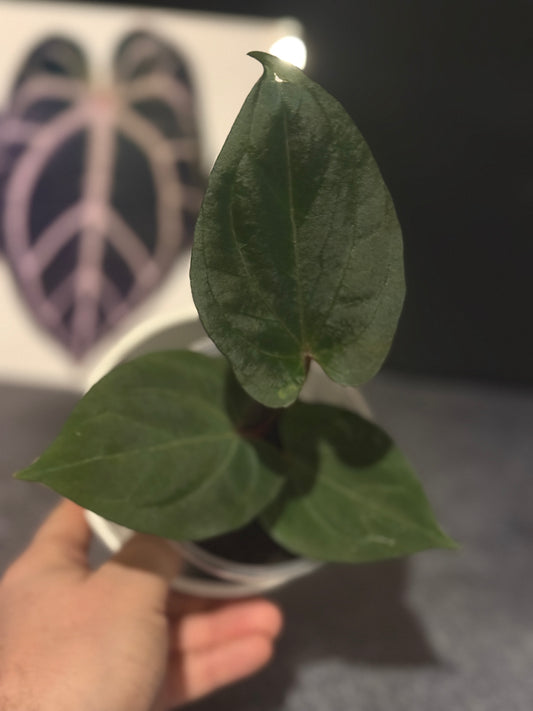 Anthurium Hu aka King of Spades